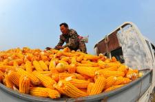 我国小麦玉米等作物价格企稳回升