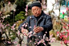 安徽卖花渔村:梅桩盆景修剪管理正当时