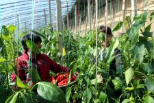 山西曲沃菜农高喜群靠种大棚辣椒走上致富之路