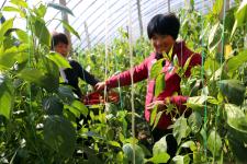 山西曲沃菜农高喜群靠种大棚辣椒走上致富之路