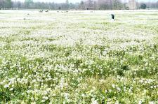 安徽亳州:蒲公英种植富农家