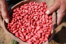 山东临沂:推广种子包衣技术 助推花生产业发展