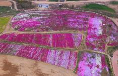 山东日照:航拍花海 浓墨重彩美若油画_新闻--自