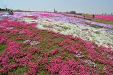山东日照:航拍花海 浓墨重彩美若油画_新闻--自