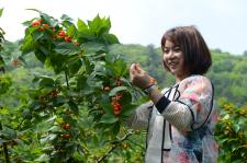 贵州赫章平山乡樱桃树成了农民摇钱树