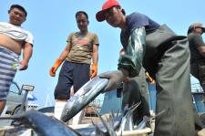 青岛海产丰收 一天4万斤秋鲅鱼上岸抢占节日市