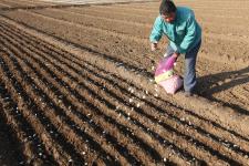 山东临沂:疯狂的大蒜增收种植忙