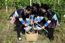 贵州从江:百香果成熟上市