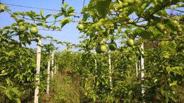 贵州从江:百香果成熟上市