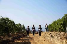 贵州从江:百香果成熟上市