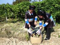 贵州从江:百香果成熟上市