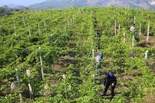 贵州从江:百香果成熟上市