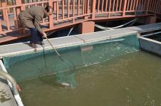 江苏海安:探索池塘工厂化循环水养鱼新路
