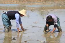湖北襄阳:栽种盆景荷花 助力藕农增收_ 光明图