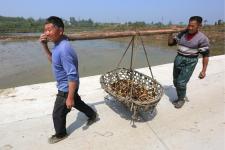 湖北襄阳:栽种盆景荷花 助力藕农增收