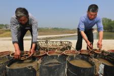 湖北襄阳:栽种盆景荷花 助力藕农增收