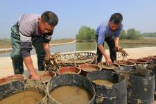 湖北襄阳:栽种盆景荷花 助力藕农增收