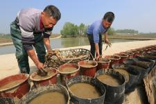 湖北襄阳:栽种盆景荷花 助力藕农增收