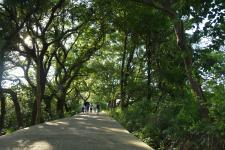 江西金溪:美丽乡村 10里香樟林(