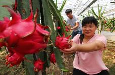 安徽马鞍山:种火龙果脱贫致富