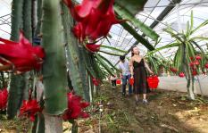 安徽马鞍山:种火龙果脱贫致富