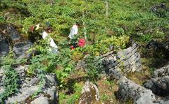 湖北宣恩:八月瓜 致富果_新闻