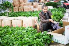 江苏如皋:花木盆景市场旺(