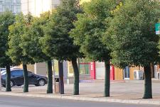 山东青岛:小雪时节千余棵香樟树换冬装