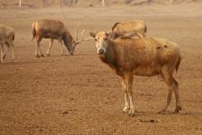 江苏盐城:保护区里的麋鹿角集体消失了_新闻