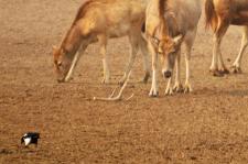 江苏盐城:保护区里的麋鹿角集体消失了_新闻