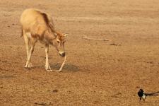 江苏盐城:保护区里的麋鹿角集体消失了_新闻