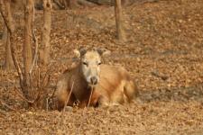 江苏盐城:保护区里的麋鹿角集体消失了_新闻