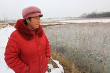 湖北襄阳:五旬挖藕人-5℃寒冰里挖藕,妻子怕出