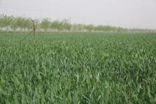 山西永济:浇好麦田抽穗水 增温保墒走在前(