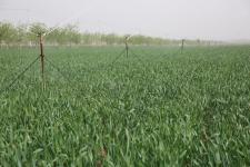 山西永济:浇好麦田抽穗水 增温保墒走在前(