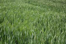 山西永济:浇好麦田抽穗水 增温保墒走在前(