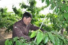 黑龙江省肇东市温室大樱桃即将上市(