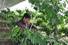 黑龙江省肇东市温室大樱桃即将上市(