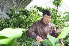 黑龙江省肇东市温室大樱桃即将上市(