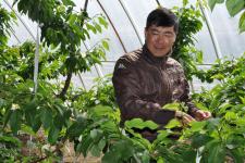 黑龙江省肇东市温室大樱桃即将上市(