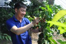 黑龙江省肇东市温室南方大樱桃上市了(