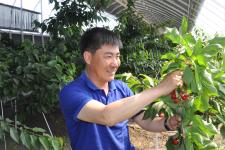 黑龙江省肇东市温室南方大樱桃上市了(