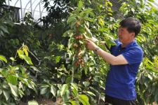 黑龙江省肇东市温室南方大樱桃上市了(