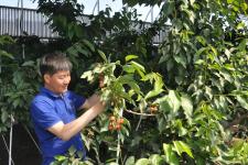 黑龙江省肇东市温室南方大樱桃上市了(