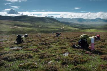 采摘冬虫夏草_新闻--自然环境_ 中华新闻图片库