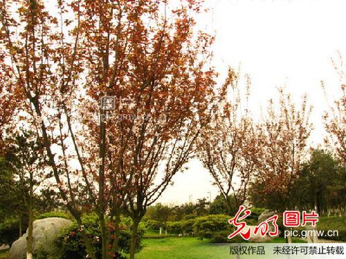 四川大学中的花草树木_onlygc_ 光明图片分享