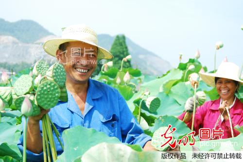 建德莲藕好 莲农收入高