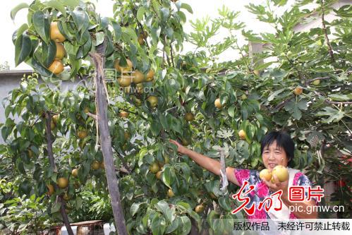 山东梁山韩国梨丰收农民笑_新闻
