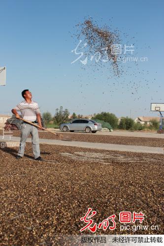 新疆优质打瓜籽俏销内地_新闻