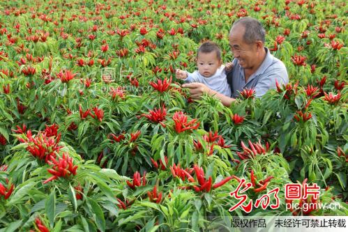 河南内黄:万亩尖椒丰收在望